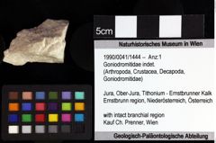 Foto (Objket + Etiketten) von Decapoda indet. 